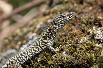 Mauereidechse (Podarcis muralis)