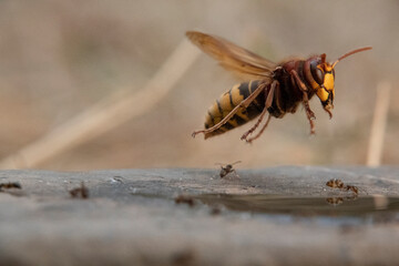 Hornisse (Vespa crabro) und Ameisen