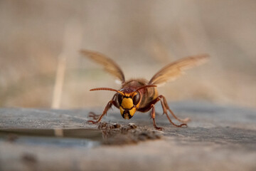 Hornisse (Vespa crabro) und Ameisen