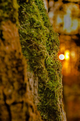 Zachód słońca, rośliny, golden hour, jesień © Kar