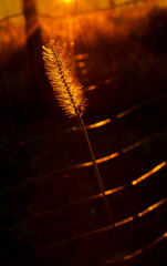 Zachód słońca, rośliny, golden hour, jesień © Kar