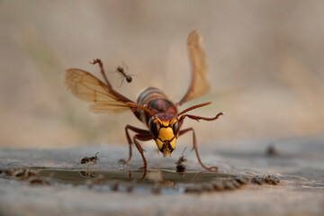 Hornisse (Vespa crabro) und Ameisen
