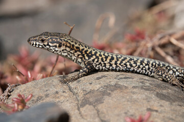 Mauereidechse (Podarcis muralis)