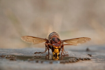 Hornisse (Vespa crabro) und Ameisen