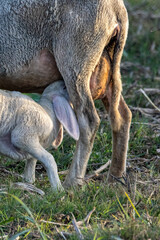 Fototapeta premium allattamento