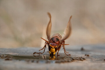 Hornisse (Vespa crabro) und Ameisen