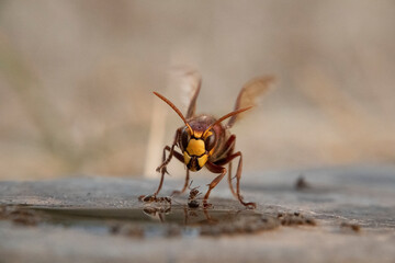 Hornisse (Vespa crabro) und Ameisen