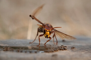 Hornisse (Vespa crabro) und Ameisen