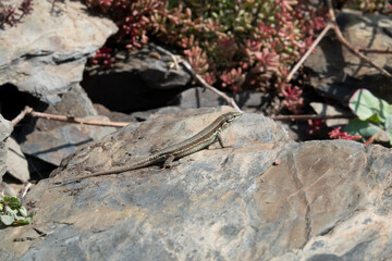 Mauereidechse (Podarcis muralis)