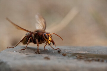 Hornisse (Vespa crabro) und Ameisen