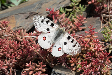 Mosel-Apollo (Parnassius apollo)