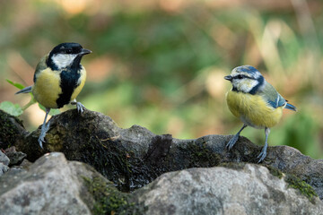 Kohlmeise neben Blaumeise