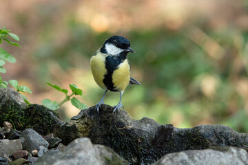 Kohlmeise  (Parus major)