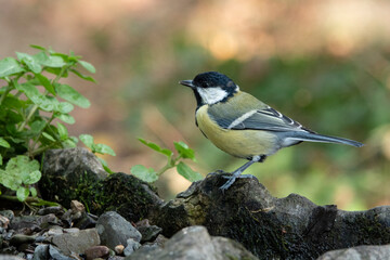 Kohlmeise  (Parus major)