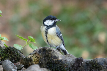 Kohlmeise  (Parus major)