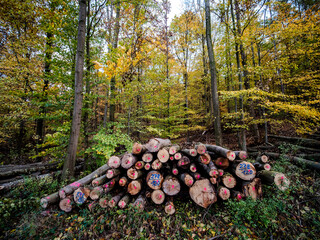 Gesägte und markierte Baumstämme liegen abholbereit am Rand des Waldweges