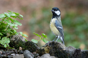 Kohlmeise  (Parus major)