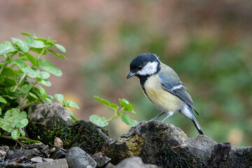 Kohlmeise  (Parus major)