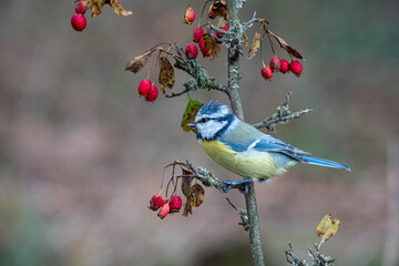 Blaumeise (Cyanistes caeruleu)