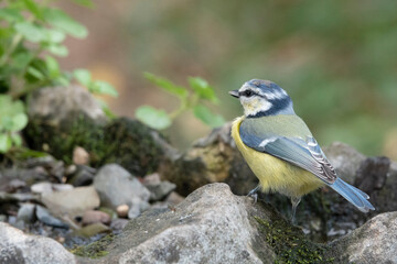 Blaumeise (Cyanistes caeruleu)