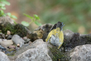 Blaumeise (Cyanistes caeruleu)