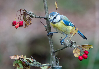 Blaumeise (Cyanistes caeruleu)