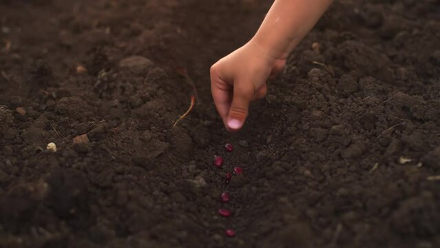 Close-up of the soil and hands. A man and a child are planting bean seeds. One by one, the bean seeds are thrown into the ground. Cultivation of vegetable crops outdoors.