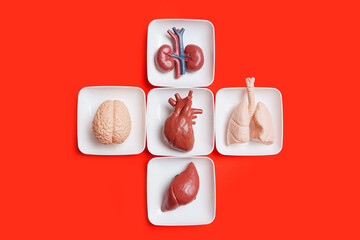 Toy human body organs in trays isolated on red - obrazy, fototapety, plakaty