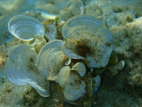 Small brown algae Peacock&rsquo;s tail (Padina pavonica) close-up undersea, Aegean Sea, Greece, Halkidiki
