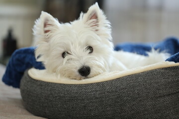 West Highland White Terrier