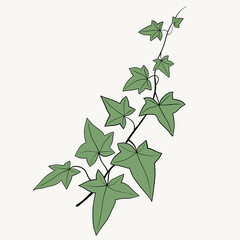Floral ivy drawing decorative ornament flat design.