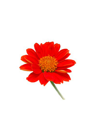 red gerbera isolated on white