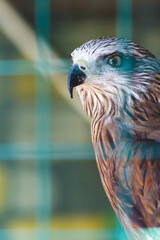 American eagle at the zoo. American symbol of the nation.