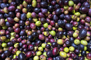 Récolte d'olive