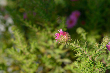 New England aster Andenken an Alma Potschke flower bud