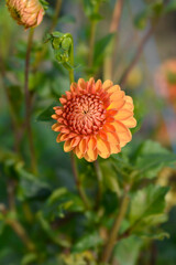 Dahlia Beatrice orange flower