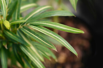 Dwarf white-striped Bamboo leaves
