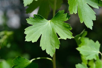 Golden currant green leaf