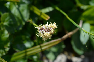 Wood sedge flower