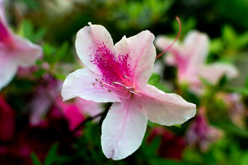 Close-up of an azalea flower (Rhododendron simsii Planch), light pink.