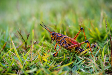 Bown grasshopper and cubs, looking for food on green leafy grass in the wild, on blurred background.