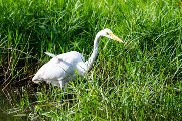 Great egret hunting in grass