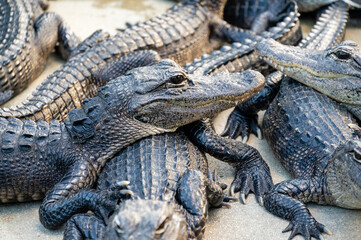 Baby crocodiles resting together on a farm