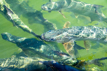 Florida Keys Tarpon Islamorada Feeding