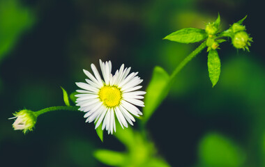 daisy flower in the garden