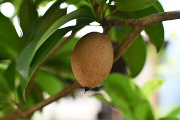 sapodilla on tree