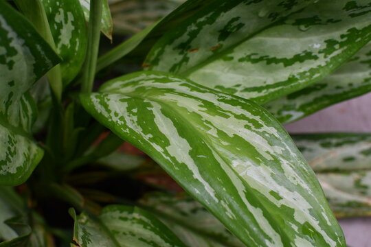 close up of aglonema leaf