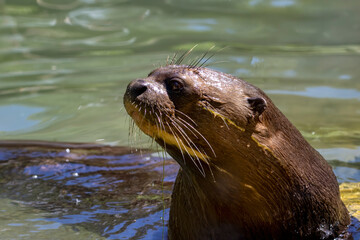 lontra gigante