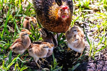 Mother hen with chickens in Key West