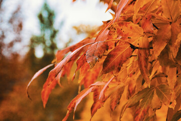 autumn colors in the forest